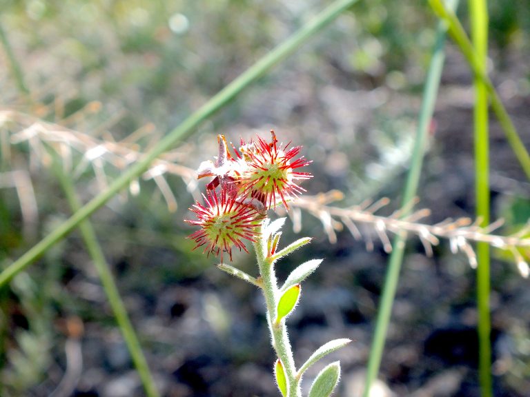 Krameria ixine - Fruits - Puerto Rico