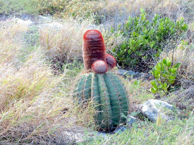 Melocactus intortus - Inflorescences - Puerto Rico