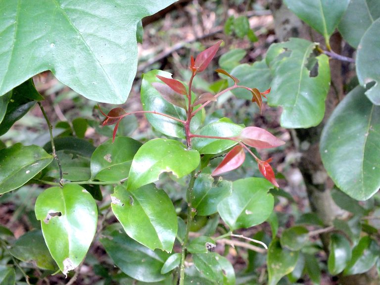 Schoepfia shreberi - Young Stems and Leaves - Puerto Rico