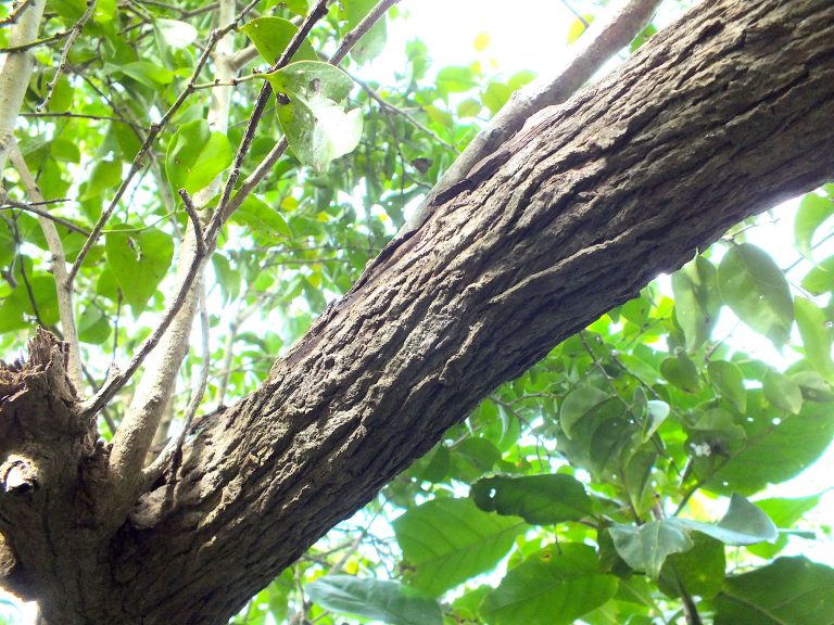 Schoepfia shreberi - Bark - Puerto Rico