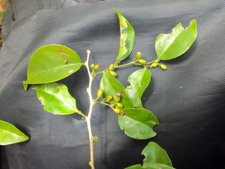 Schoepfia shreberi - Unripe Fruits - Puerto Rico