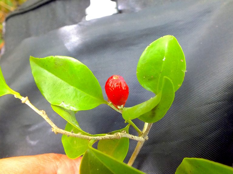 Schoepfia shreberi - Ripe Fruit - Puerto Rico