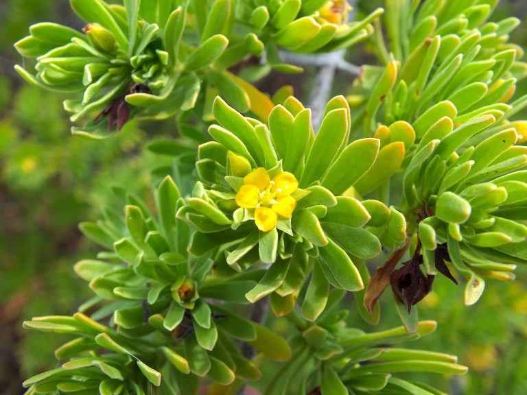 Suriana maritima - Flower - Puerto Rico