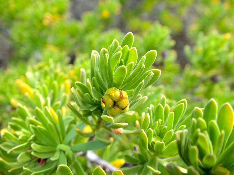 Suriana maritima - Unripe Fruits - Puerto Rico