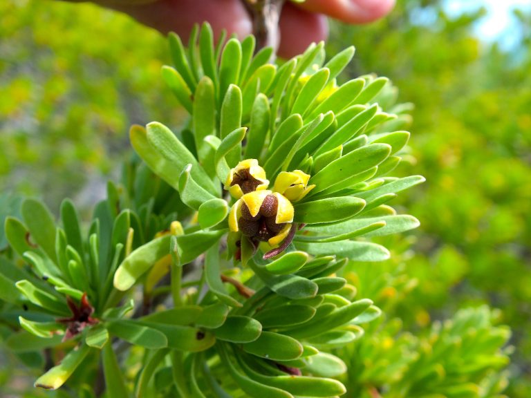 Suriana maritima - Ripe Fruits - Puerto Rico