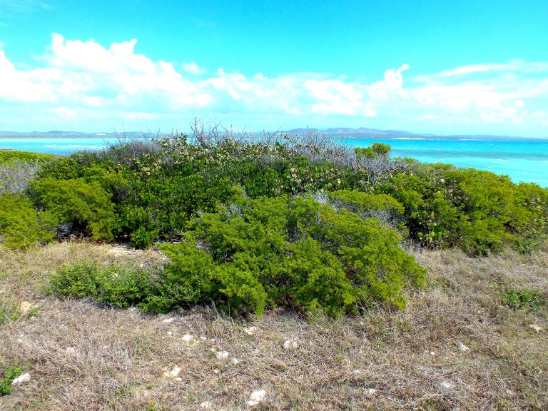 Suriana maritima - Habit - Puerto Rico