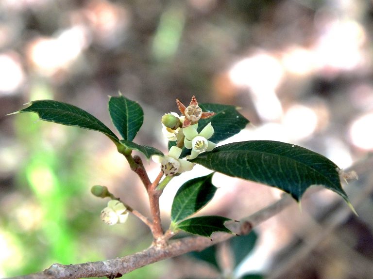 Trichilia triacantha - Flowers - Puerto Rico