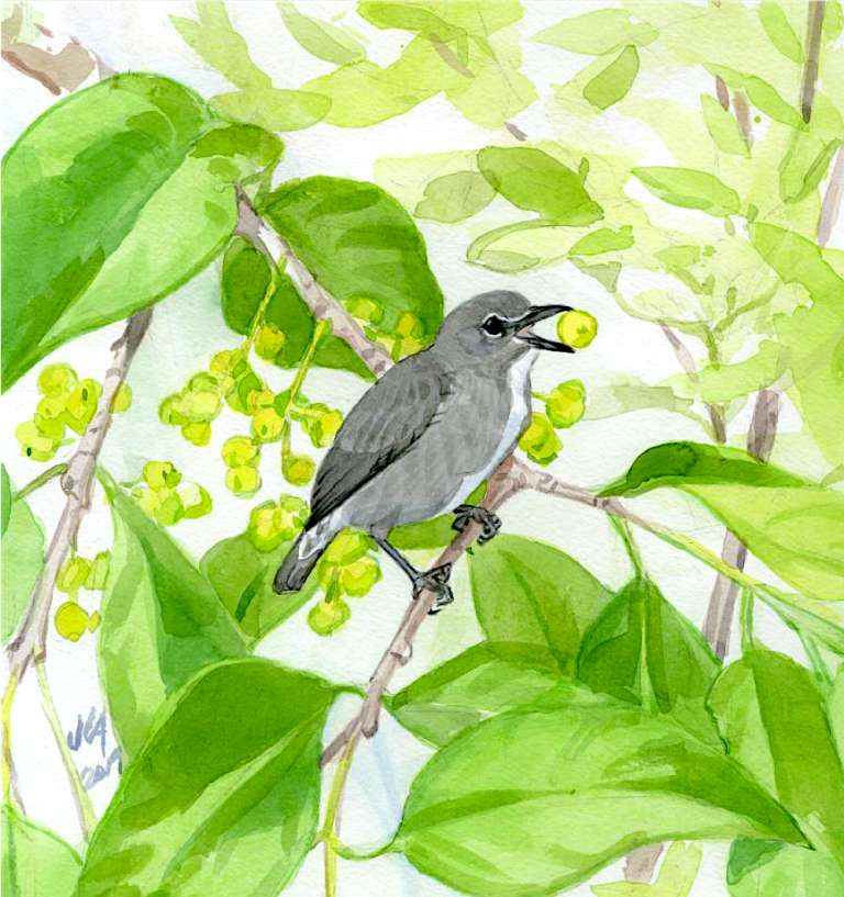 Spectacled Flowerpecker (Saucier et al. 2019, Zookeys 4686:451-464)