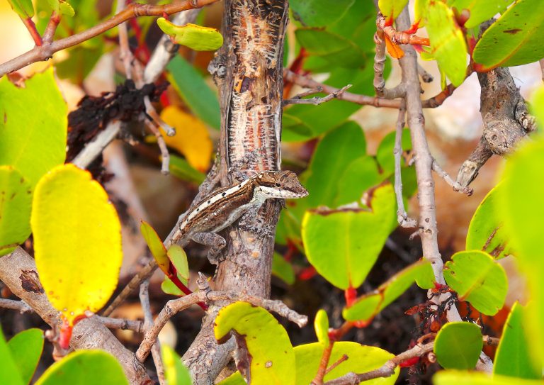 Anolis - South Caicos Island