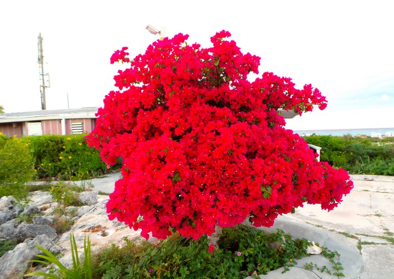 Bougainvillea - Flowers - Providenciales Island