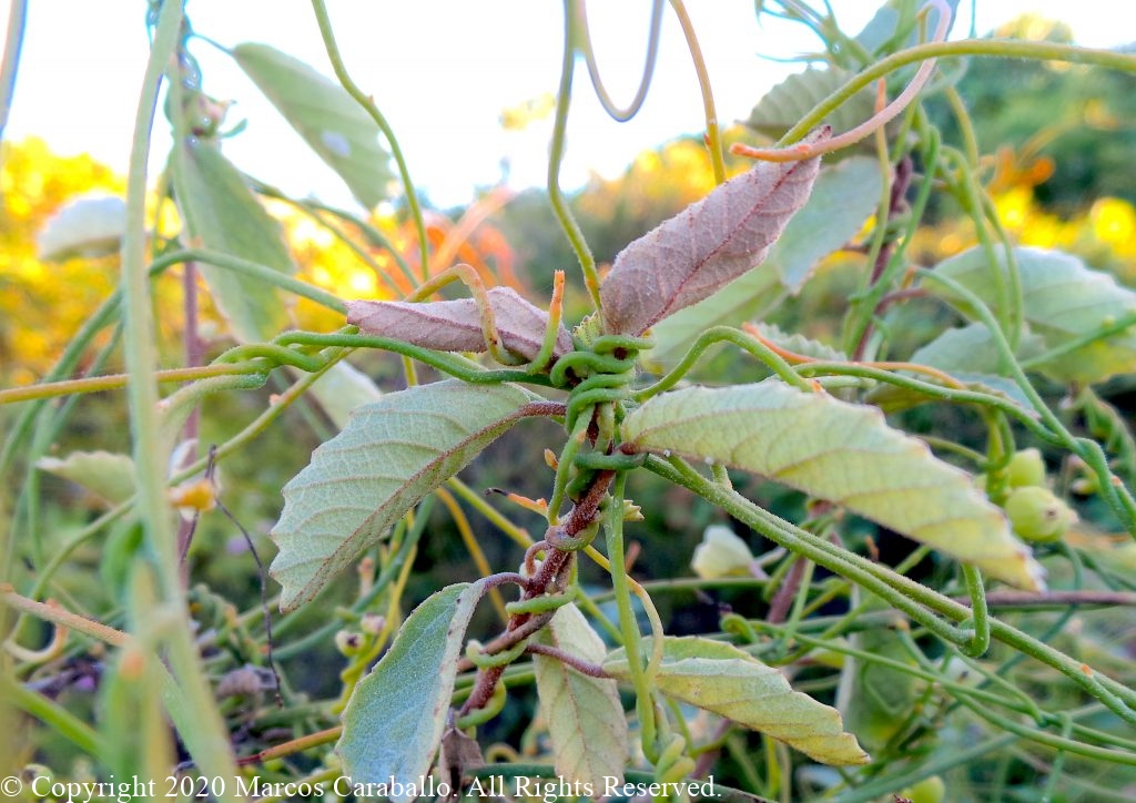 Cassytha filiformis - Stems - Providenciales