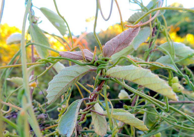 Cassytha filiformis - Stems - Providenciales