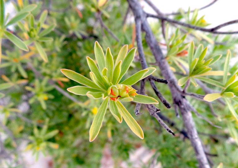 Suriana maritima - Unripe Fruits - Providenciales