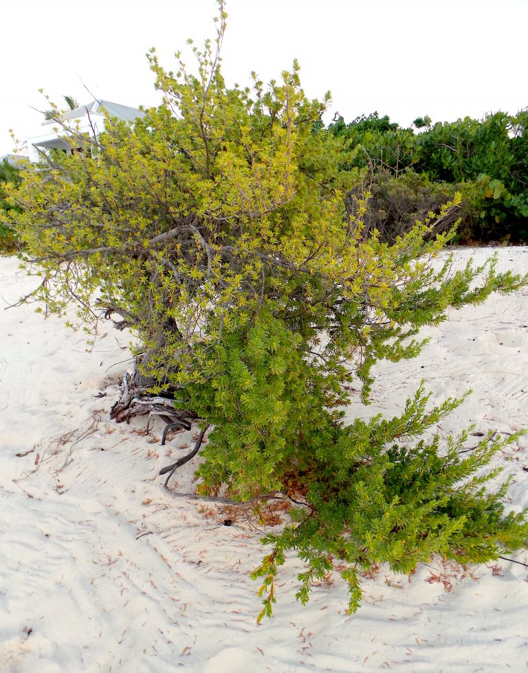 Suriana maritima - Habit - Providenciales