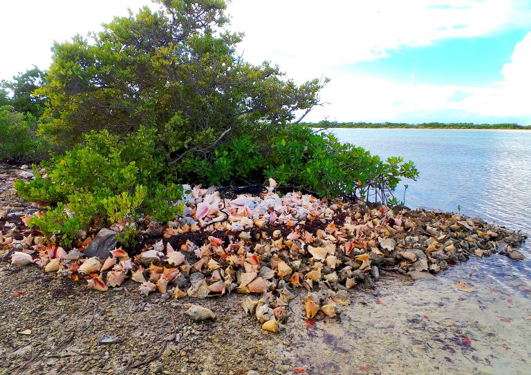 Conches - South Caicos Island