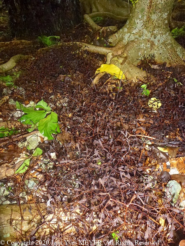 Pisonia grandis - Ripe Fruits - Teti'aroa, Society Islands, French Polynesia - JYM