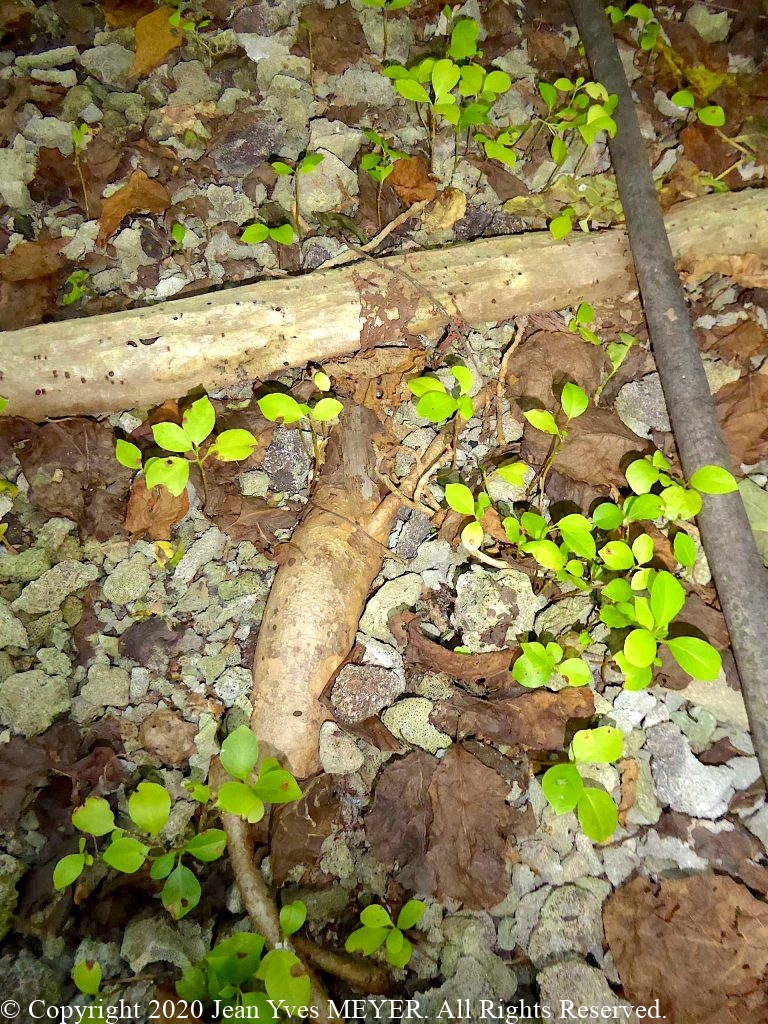 Pisonia grandis - Seedlings - Teti'aroa, Society Islands, French Polynesia - JYM