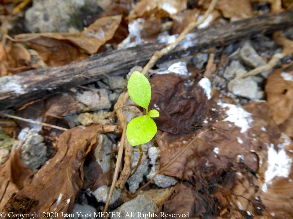 Pisonia grandis - Seedling - Teti'aroa, Society Islands, French Polynesia - JYM