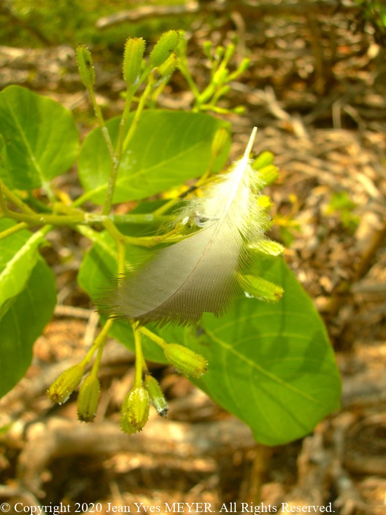 Pisonia grandis - Feather sticked to Pisonia Fruit - Tuamotu, Raro'ia atoll, French Polynesia - JYM