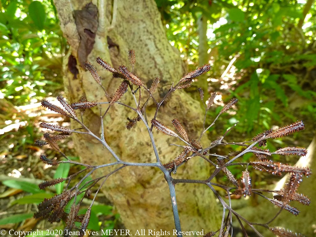 Pisonia grandis - Ripe Fruits - Wallis Island, Wallis & Futuna - JYM